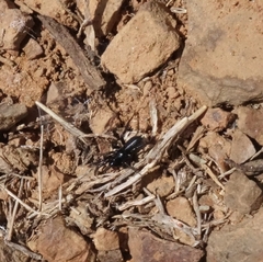 Zelotes