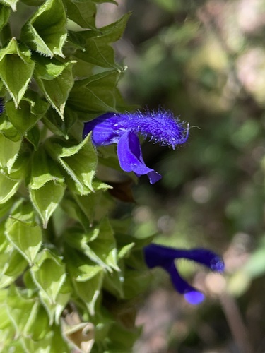 Mexican Sage