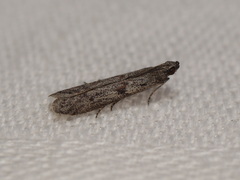Cryptoblabes hemigypsa