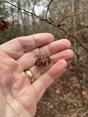 Physocarpus opulifolius