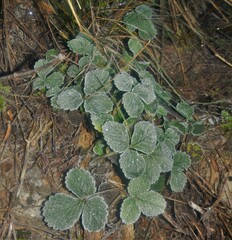 Potentilla sterilis