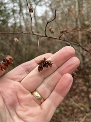 Physocarpus opulifolius