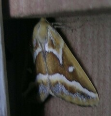 Caripeta angustiorata