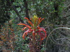 Lobelia excelsa