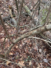 Physocarpus opulifolius