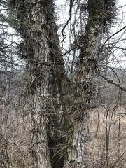 Gleditsia triacanthos