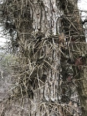 Gleditsia triacanthos