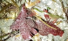 Chondracanthus exasperatus