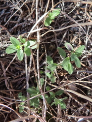 Phyllanthus polygonoides