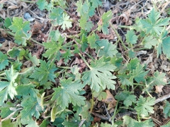 Modiolastrum gilliesii