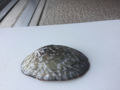 Cellana