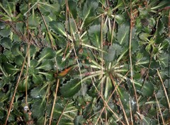 Saxifraga spathularis