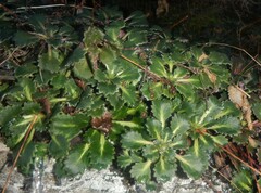 Saxifraga spathularis