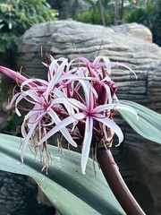 Crinum × amabile