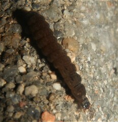Nyctophila reichii