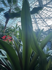 Crinum × amabile