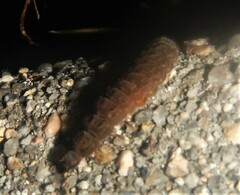 Nyctophila reichii