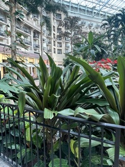 Crinum × amabile