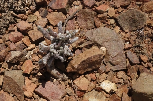 Avonia ustulata