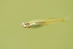Cyprinodontiformes