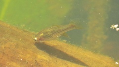 Cyprinodontiformes