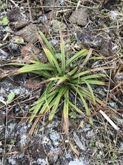 Carex folliculata