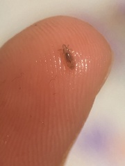 Pediculus humanus capitis