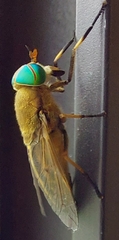 Tabanus nigrovittatus