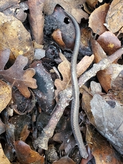 Batrachoseps gavilanensis