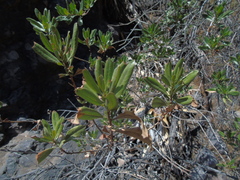 Escallonia illinita