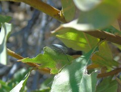 Ectinogonia buquetii