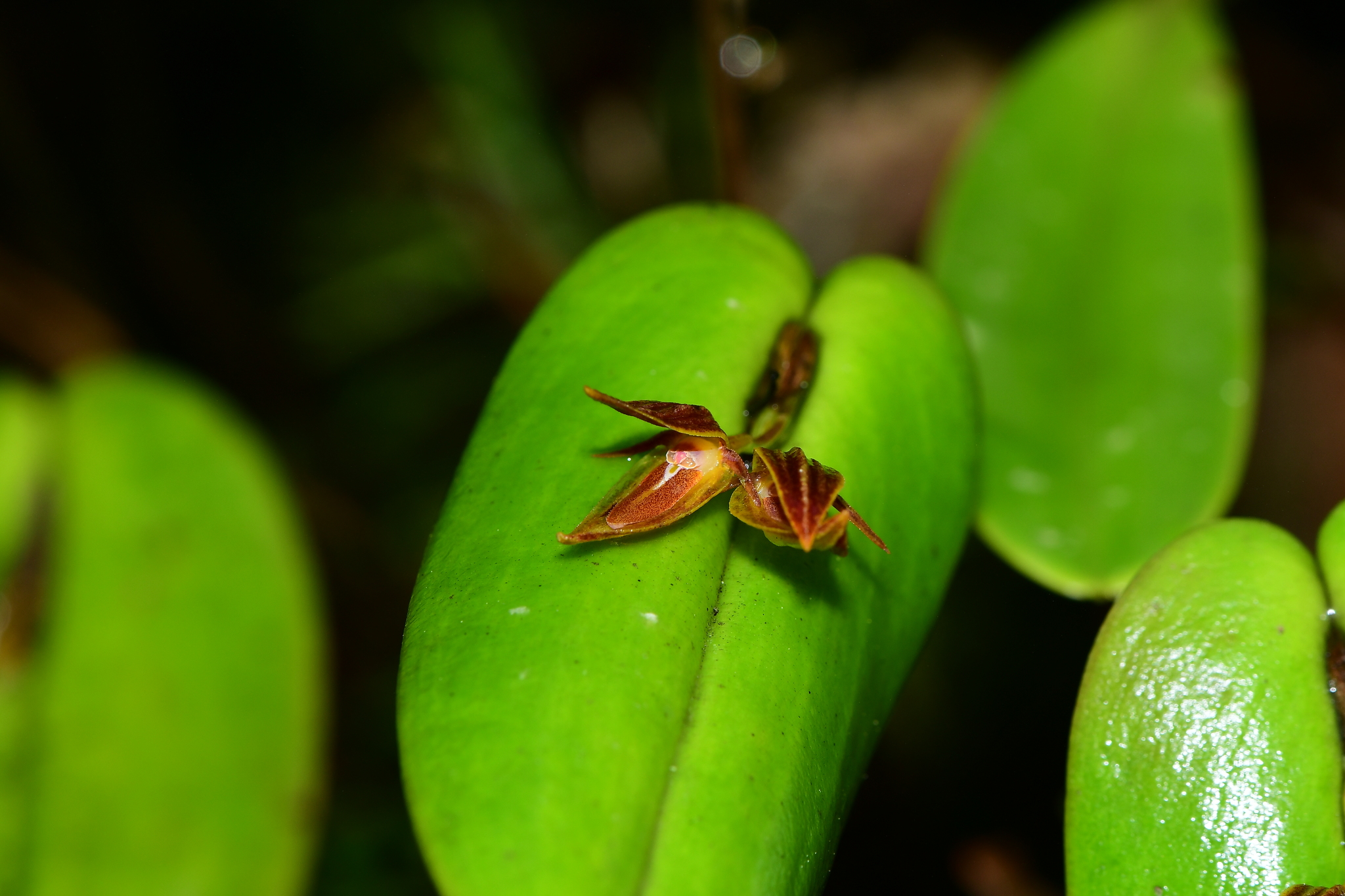 Pleurothallis coriacardia image