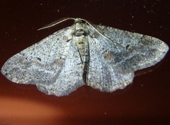 Agriopis bajaria
