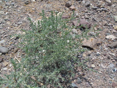 Salsola