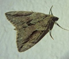 Thera cupressata