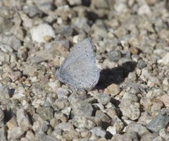 Celastrina