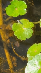 Neogerris hesione