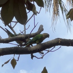 Pyrrhura frontalis
