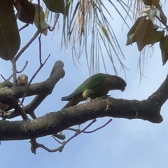 Pyrrhura frontalis