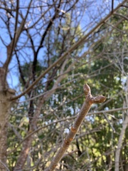 Aesculus californica