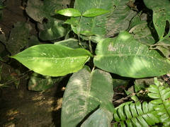 Araceae