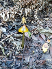 Hygrocybe singeri