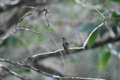 Amazilia tzacatl