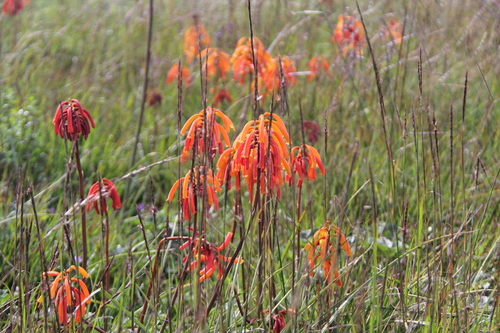 Kniphofia thomsonii