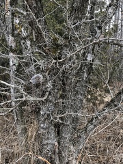 Gleditsia triacanthos
