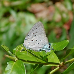 Pseudolycaena marsyas