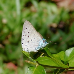 Pseudolycaena marsyas