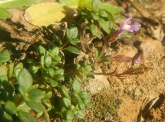 Chaenorhinum