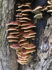Ganoderma sessile