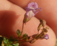 Chaenorhinum